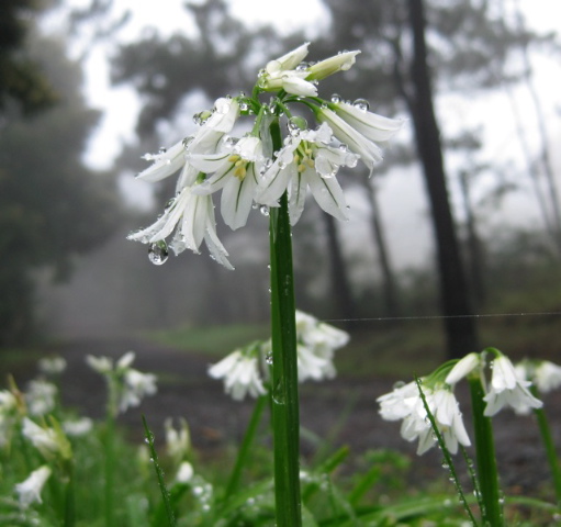 wildflowers